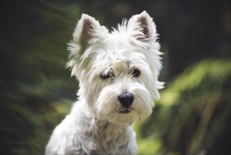 West Highland White Terrier (Canis lupus familiaris)