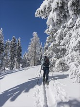 Ski mountaineer and snow-covered trees at Unterberg