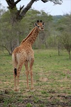 Southern giraffe (Giraffa camelopardalis giraffa)