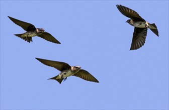Purple martins (Progne subis) flying in blue sky