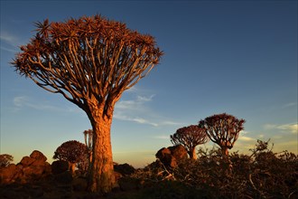 Quiver tree (Aloe dichotoma)