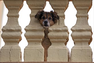 Little dog pokes head through balustrade