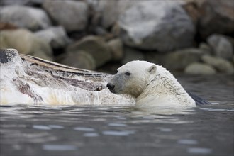 Polar bear (Ursus maritimus) in the water