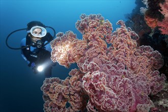 Diver with Lamp viewed large soft coral (Dendronephthya mucronata)