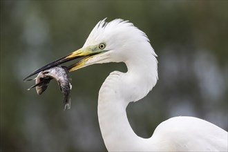 Great egret (Egretta alba) with fish in the beak