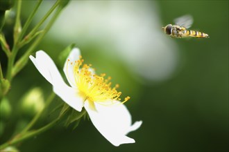 Common hoverfly (Eupeodes corollae) over white blossom
