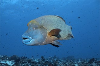 Humphead Wrasse (Cheilinus undulatus) floats over coral reef