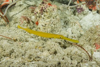 Juvenile Yellow Pacific Trumpetfish (Aulostomus chinensis)