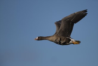 Greater white-fronted goose (Anser albifrons) in flight