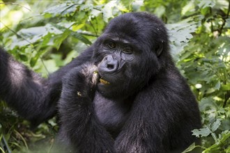 Mountain gorilla (Gorilla beringei beringei) sits in bush and eats