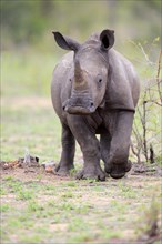 White rhinoceros (Ceratotherium simum)