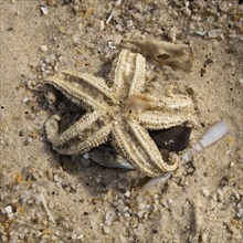 Dead starfish at the sandy beach