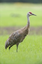 Sandhill crane (Grus canadensis) on field