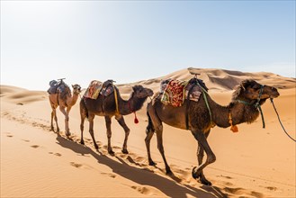 Three Dromedaries (Camelus dromedarius)