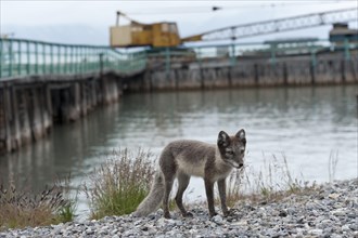 Young Arctic fox (Vulpes lagopus) at former port of loading