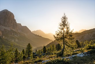 Larch in the morning sun in front of mountain panorama