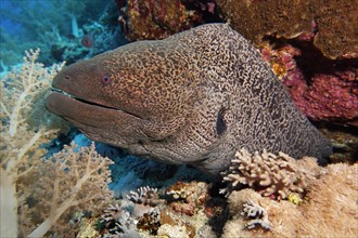 Giant Moray (Gymnothorax javanicus) looks out of hideout in the coral reef