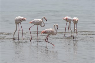 Greater flamingos (Phoenicopterus roseus) standing in shallow water