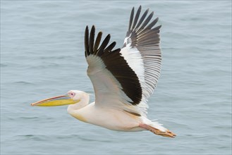 Great white pelican (Pelecanus onocrotalus) in flight over water