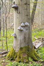 Tinder Fungus (Fomes fomentarius) on Common beech (Fagus sylvatica)