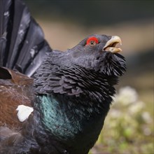 Western capercaillie (Tetrao urogallus)