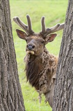 Male elk (Cervus canadensis) shedding winter fur