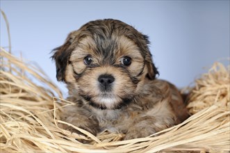 Havanese