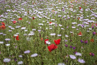 Blooming flower meadow with Purple Milk Thistles (Galactites tomentosus) and Corn poppy (Papaver rhoeas)