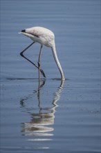 Pink Flamingo (Phoenicopterus roseus)