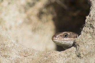 Viviparous lizard (Lacerta vivipara) looks out of an underground cave