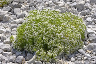 Drypis spinosa (Drypis spinosa)