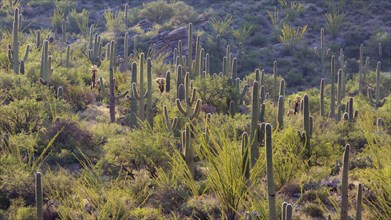 Cactus Landscape with Saguaro (Carnegiea gigantea)