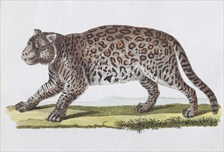 Jaguar (Felis onza. Linn.)