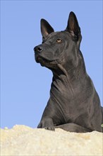 Thai Ridgeback