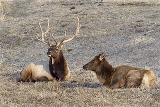 A couple of wapiti (Cervus canadensis) resting in prairie