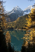 Mountain lake with European larch (Larix decidua) in autumn