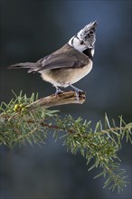 Crested tit (Parus cristatus) sits on a branch in Pine (Pinus)
