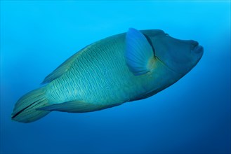 Humphead Wrasse or Napoleonfish (Cheilinus undulatus) swims in the blue water