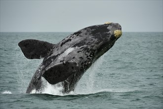 Southern right whale (Eubalaena glacialis)