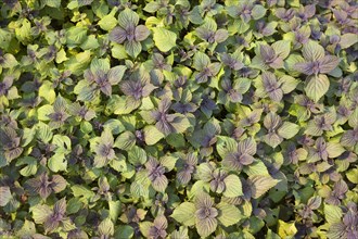 Thai sweet basil