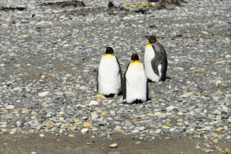 Three King penguins (Aptenodytes patagonicus)