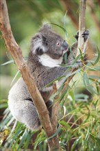 Koala (Phascolarctos cinereus) climbing in a bamboo tree