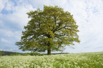 English oak (Quercus robur) stands in a meadow with cow parsley (Anthriscus sylvestris)