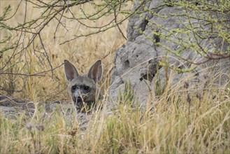 Aardwolf (Proteles cristatus) looks out from behind a rock