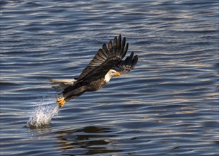 Bald eagle (Haliaeetus leucocephalus) fishing at Mississippi River