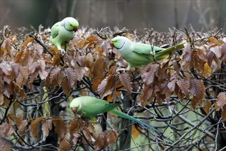 Rose-ringed parakeets (Psittacula krameri) on a dry beech hedge