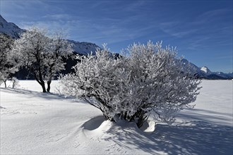 Trees with hoarfrost on the frozen Silvaplana Lake