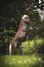 Classic Pony (Equus)