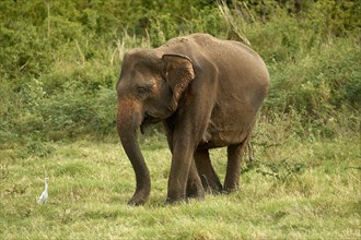 Sri Lankan elephant (Elephas maximus maximus) grazing