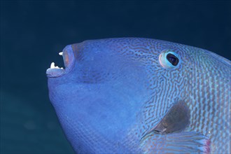 Blue triggerfish (Pseudobalistes fuscus)